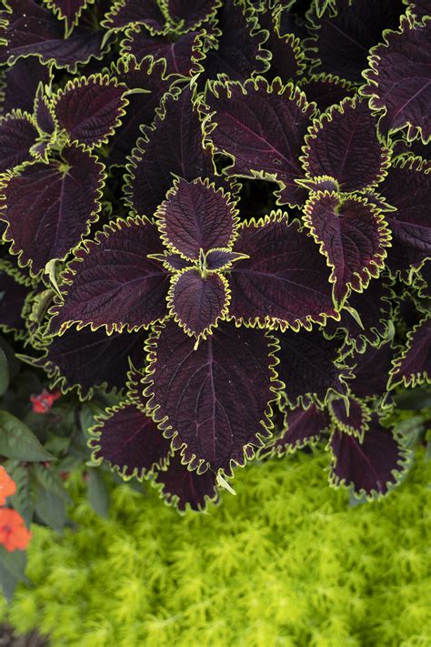 Embracing the Darkness: The Allure of Sinister Witch Coleus